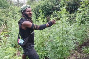Bukan Pejuang, OPM Adalah Kartel Narkoba: Bukti dari Ladang Ganja dan HP Egianus Kogoya